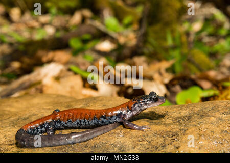 Yonahlossee yonahlossee Salamander (plethodon) Stockfoto