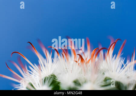 Close-up weiße Dornen und orange Blätter von echinocereus Kaktus auf hellen blauen Hintergrund Stockfoto