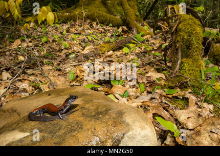 Yonahlossee yonahlossee Salamander (plethodon) Stockfoto