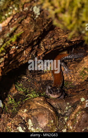 Yonahlossee yonahlossee Salamander (plethodon) Stockfoto