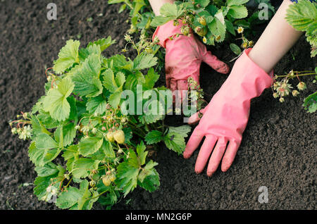 Garten Frau ist das Jäten ein gemüsebeet mit kleinen Erdbeere Büschen mit grünen Beeren in einer Jahreszeit Stockfoto