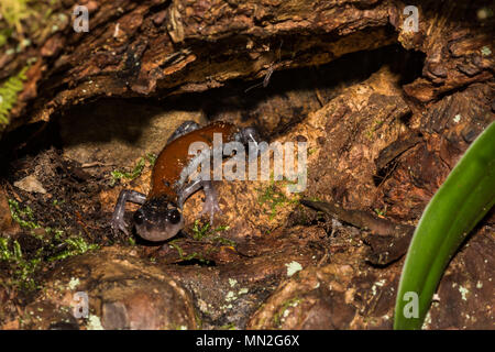 Yonahlossee yonahlossee Salamander (plethodon) Stockfoto