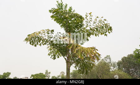 Schönen Palme im Himmel Stockfoto