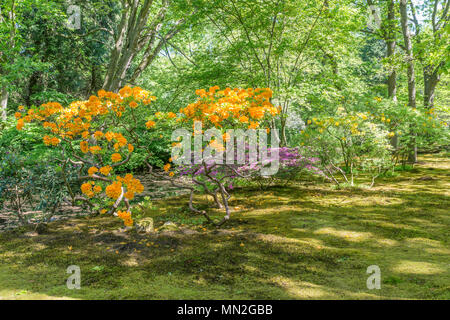 Wunderschöner Garten Park Clingendael in Holland, das ist eine öffentliche Park mit wunderschönen Blumen und Pflanzen wie Azaleen und rhodondendron und Japan Stockfoto