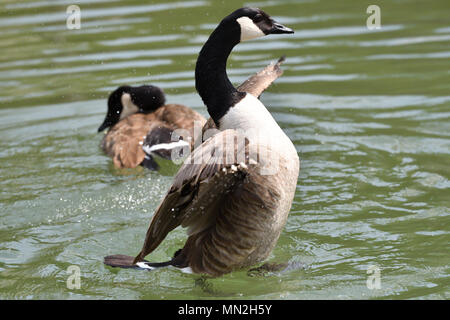 Kanada Gans winken Flügel und schwimmen auf dem Wasser See Stockfoto