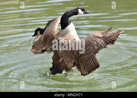 Kanada Gans winken Flügel und schwimmen auf dem Wasser See Stockfoto