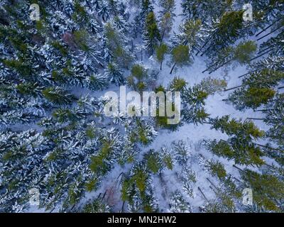 Luftaufnahme über Winter schwedische Wald im Schnee Stockfoto