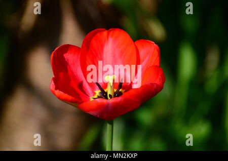 Schöne rote Tulpe, Ansicht schließen im Sonnenschein Stockfoto