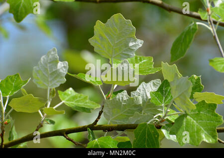 Weiß pappel Baum Blätter, weiße Unterseite des Blattes Stockfoto