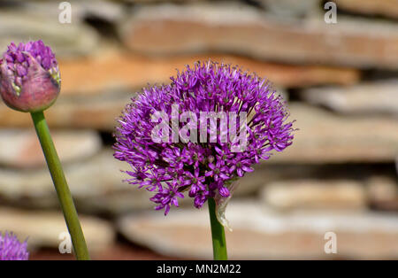 Lila alium Blumen gegen den Hintergrund der Mauer aus Stein Stockfoto