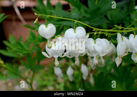 Weiß blutende Herz pflanze, herzförmigen Blumen Stockfoto