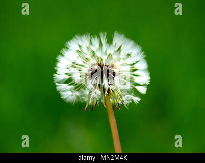 Dandelion Clock auf grünem Hintergrund, Makro Pflanzen Stockfoto