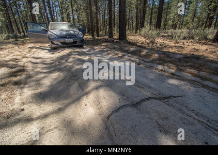 San Diego Gophersnake (Pituophis catenifer annectens) von der Sierra Juarez, Baja California, Mexiko. Stockfoto