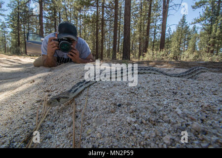 San Diego Gophersnake (Pituophis catenifer annectens) von der Sierra Juarez, Baja California, Mexiko. Stockfoto