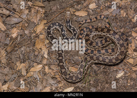 San Diego Gophersnake (Pituophis catenifer annectens) von der Sierra Juarez, Baja California, Mexiko. Stockfoto