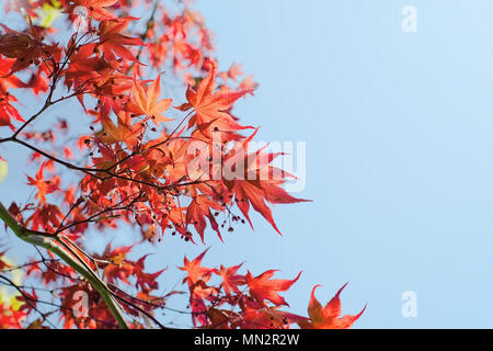 Rote japanische Ahorn Blätter im Herbst Stockfoto