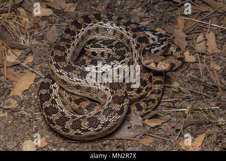 San Diego Gophersnake (Pituophis catenifer annectens) von der Sierra Juarez, Baja California, Mexiko. Stockfoto