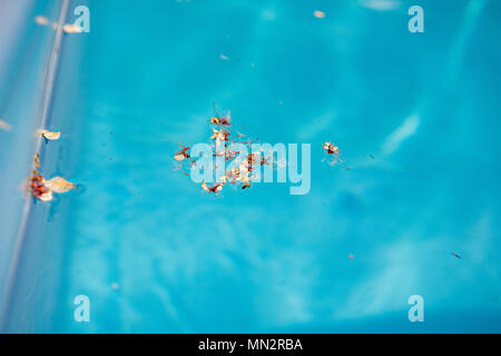 Blue Pool Wasser mit blume Papierkorb hautnah. Schmutziges Wasser im Pool mit trockenen Baum Blüte. Stockfoto