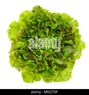 Junge Batavia Rot Salat von oben. Sommer oder Französischen gestochen. Loses Blatt Salat. Rötlich grüner Salat mit gekräuselte Blätter und gewellter Blattrand. Stockfoto