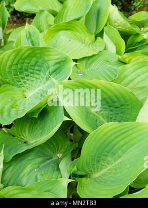 Massive Blätter der ornamentalen Wegerich Lily, die Hosta um und Substanz' Stockfoto