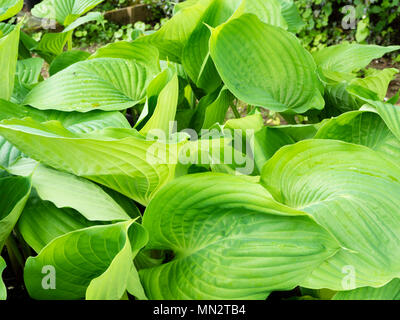 Massive Blätter der ornamentalen Wegerich Lily, die Hosta um und Substanz' Stockfoto
