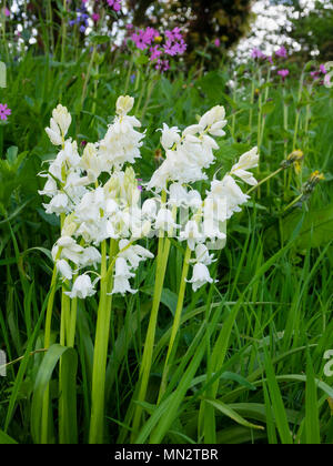 Weiße Form der hybriden Kreuz zwischen der englischen und spanischen Bluebell, Hyacinthoides x massartiana'Alba in einer Wiese eingebürgert Stockfoto