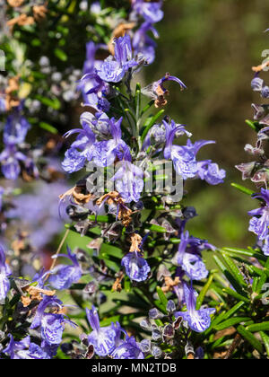 Dunkelblaue Blüten der Severn-Kraut-Rosmarin-Sorte, Salvia rosmarinus 'Severn Sea' Stockfoto