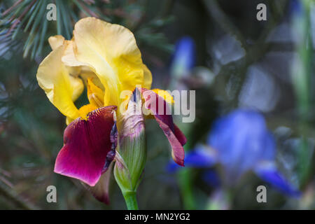 Einzelne Blume Leiter der Flagge. Iris germanica. Schönen blühenden Pflanze detail. Gelb und Burgund Blütenblätter. Abstrakte natürlichen Hintergrund. Selektive konzentrieren. Stockfoto