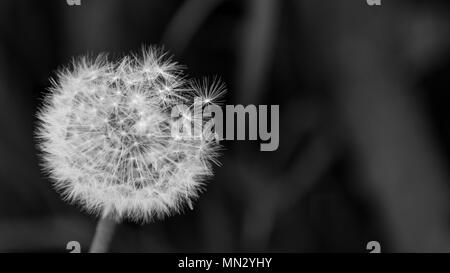 Nahaufnahme der Flauschigen overblown Löwenzahn Kopf. Taraxacum officinale. Schöne schwarze und weiße blowball. Fragile Samen. Dunklen traurigen Hintergrund. Kopieren Sie Platz. Stockfoto