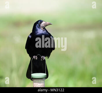 Rook, Corvus frugilegus, am Handgriff eines Vogels Zubringer mit Lochwinnoch RSPB Reservat, Renfrewshire, Schottland, Großbritannien. Stockfoto