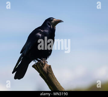 Ein Rook, Corvus frugilegus, stehend auf einem Baumstumpf gegen eine blass blauen Himmel bei Lochwinnoch RSPB Reservat, Renfrewshire, Schottland, Großbritannien. Stockfoto