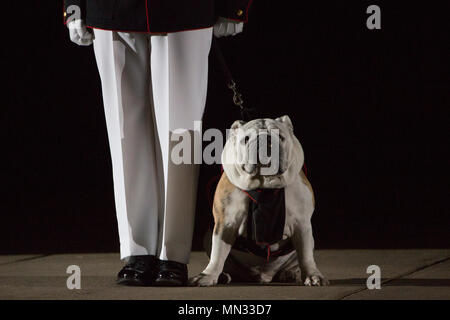 Chesty XVI, Marine Barracks Washington (MBW) Maskottchen, sitzt bei einem abendlichen Parade an der MBW, Washington, D.C., Aug 25., 2017. Kommandant des Marine Corps Gen. Robert B. Neller bewirtete die Parade und Botschaftern aus den Ländern Australien, Japan und der Republik Korea wurden die Ehrengäste. (U.S. Marine Corps Foto von Cpl. Samantha K. Braun) Stockfoto