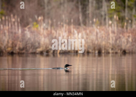 MAYNOOTH, ONTARIO, Kanada - 11. Mai 2018: Eine gemeinsame Eistaucher (Gavia Immer), Teil der Familie Gaviidae schwimmt auf einem See in Ontario. (Ryan Carter) Stockfoto