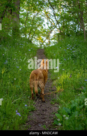 Hundewiesen, auf einem Hügel in der Dämmerung entlang country lane im ländlichen mittleren Westen der USA. Stockfoto