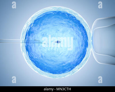 3D-Rendering ovum mit Nadel für künstliche Befruchtung, der In-vitro-Fertilisation Stockfoto