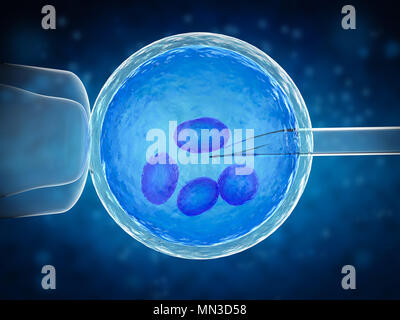 3D-Rendering ovum mit Nadel für künstliche Befruchtung, der In-vitro-Fertilisation Stockfoto