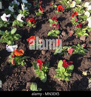 Rot, Orange, Rot und Gelb und Lila und Gelb Stiefmütterchen in einem Garten Stockfoto