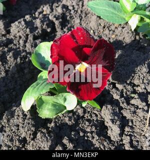 Eine rote Stiefmütterchen Blume in einem Schmutz Blumenbeet gepflanzt Stockfoto