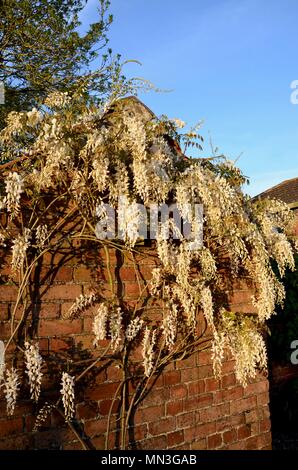 Wisteria floribunda 'Alba' Blütezeit auf Wand der Cottage Garden brick Nebengebäude in Abendsonne im Mai, Lincolnshire, England. Stockfoto