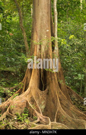 Die stützpfeiler Wurzeln eines Ficus Baum im Dschungel, Quebrada Valencia, Magdalena, Kolumbien Stockfoto