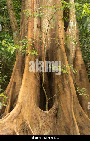 Die stützpfeiler Wurzeln eines Ficus Baum im Dschungel, Quebrada Valencia, Magdalena, Kolumbien Stockfoto