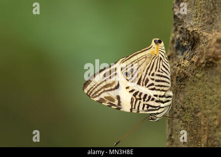 Ein Schmetterling im Dschungel, Quebrada Valencia, Magdalena, Kolumbien Stockfoto