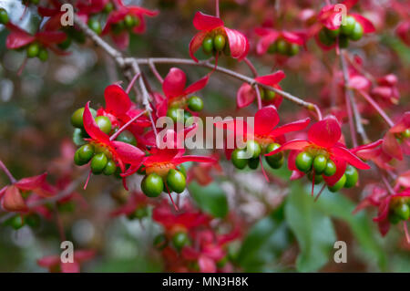 Ochna serrulata closeup Stockfoto