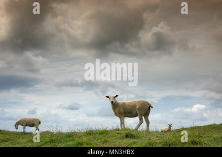 Schafe auf Corton Denham Beacon, Somerset, England, Großbritannien Stockfoto