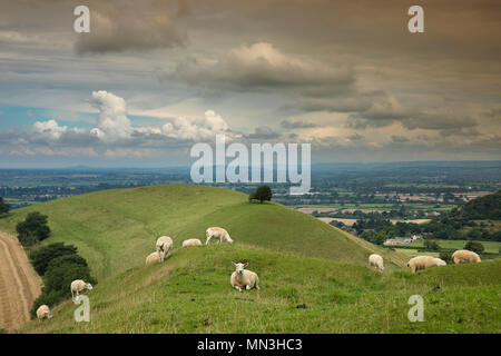 Schafe auf Corton Denham Beacon, Somerset, England, Großbritannien