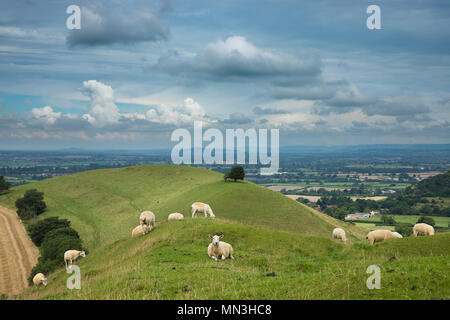 Schafe auf Corton Denham Beacon, Somerset, England, Großbritannien