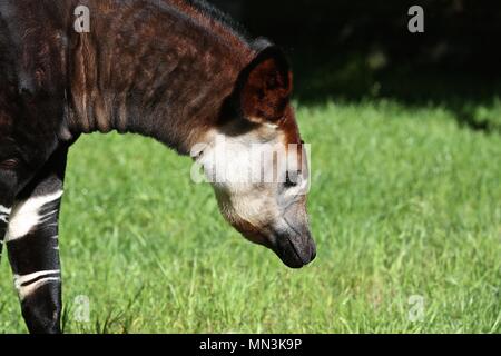 Meghan frisst ihre Hochzeit Bouquet am Montag, 14. Mai 2018 Stockfoto