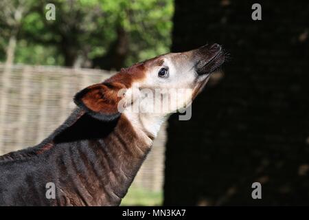 Meghan frisst ihre Hochzeit Bouquet am Montag, 14. Mai 2018 Stockfoto