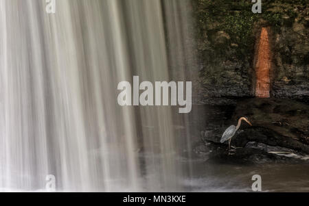 Ein Great Blue Heron stand neben einem Wasserfall, die versuchen, einen Fisch zu fangen. Stockfoto