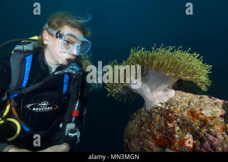 Weibliche Scuba Diver schaut Anemone. Herrliche Seeanemone oder Ritteri Anemone (Heteractis magnifica) Stockfoto